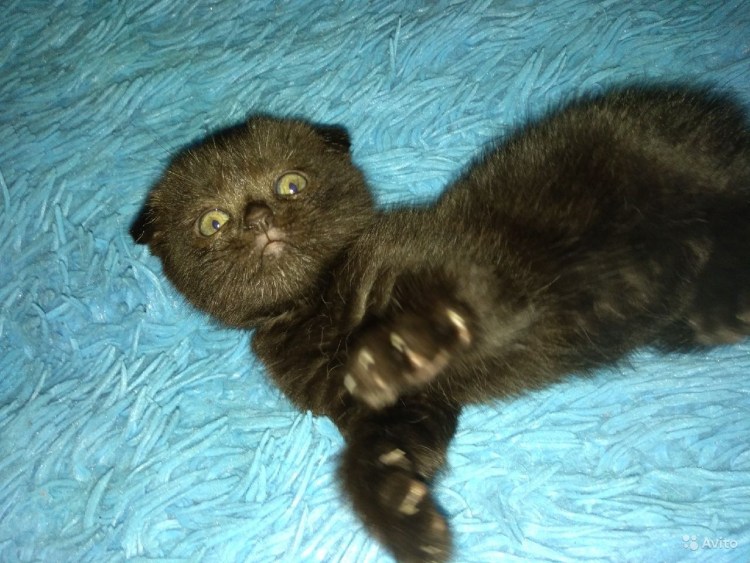 Кошки с Зубцовского района вислоухая