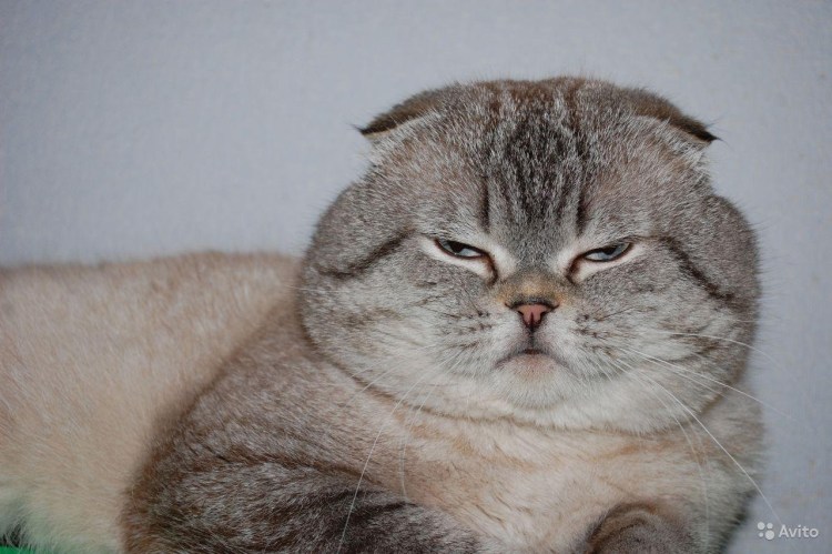 Шотландский вислоухий скоттиш