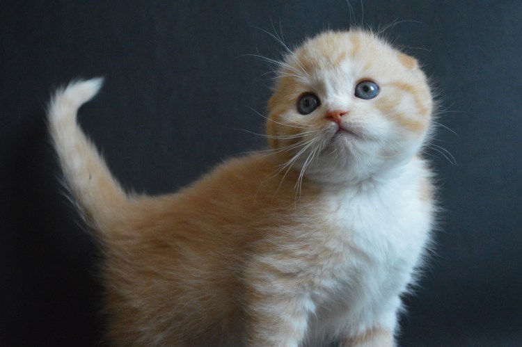 Картинка счастливый вислоухий кот