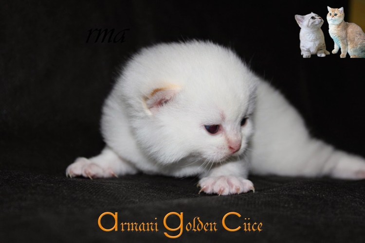 Упитанный скоттиш фолд