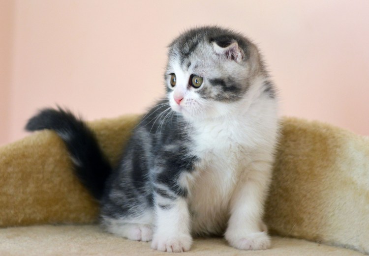 Шотландские котята вислоухие в Йошкар-Оле