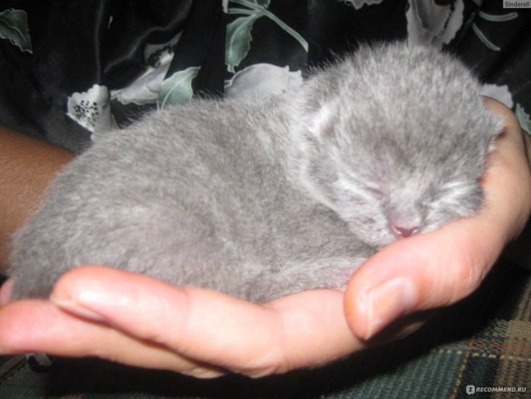 Витамины для вислоухих кошек