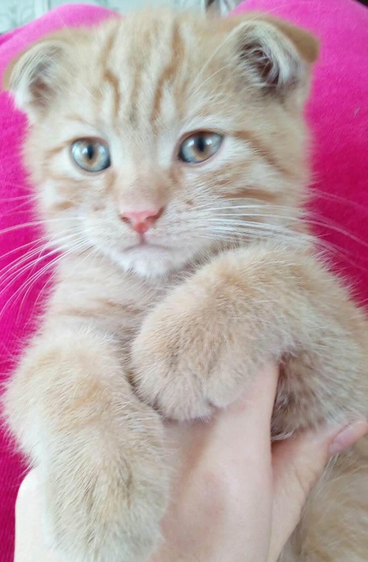 Шотландский вислоухий кот рыжий тигровый