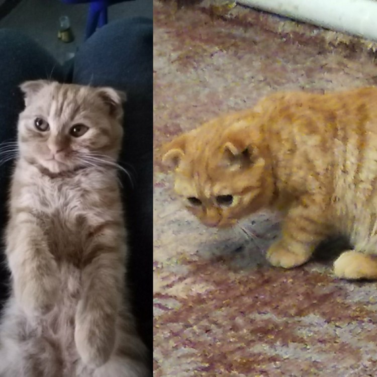 Серо белый вислоухий котенок