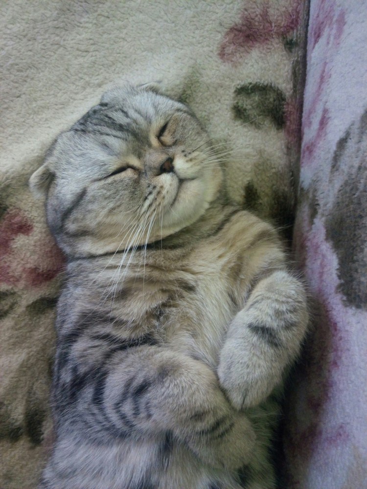 Шотландец вислоухий спит