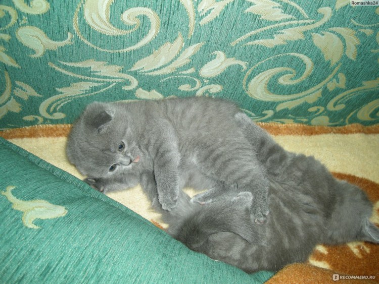 Короткий хвост у шотландской вислоухой