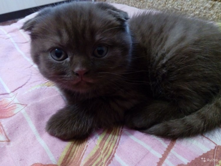 Скоттиш-фолд Шотландская вислоухая кошка мраморный окрас