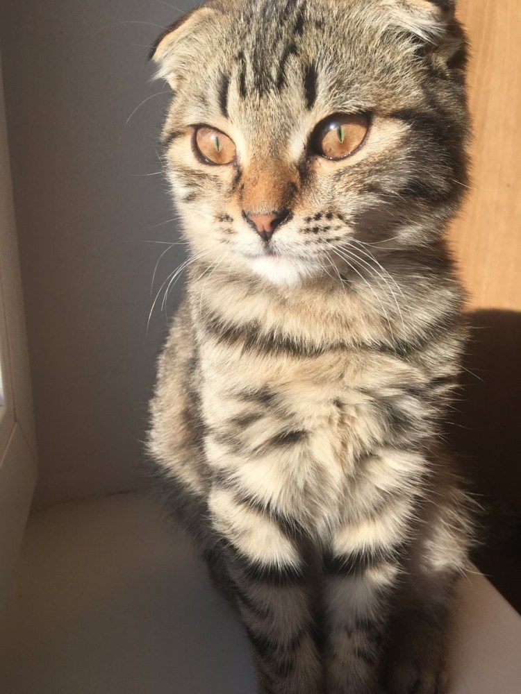 Самодостаточный кот