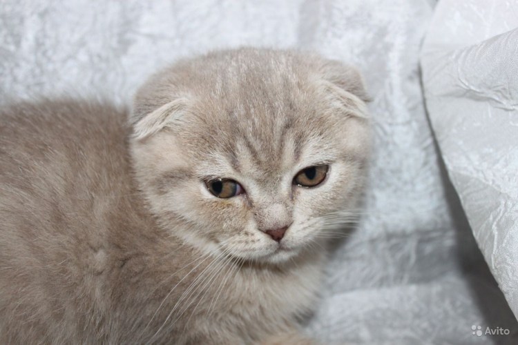 Скоттиш фолд мальчик