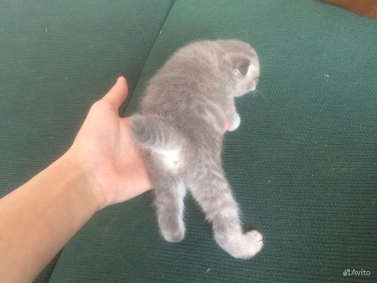 Кошки с вислоухими ушами