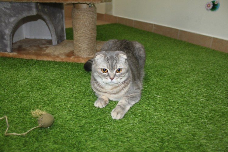 Шотландский вислоухий кот характеристика