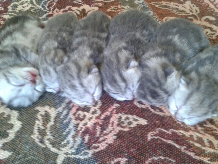 Шотландская вислоухая кошка серая