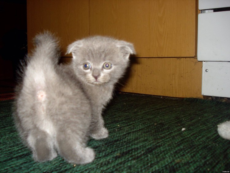 Скрещивание Шотландская кошка скоттиш фолд