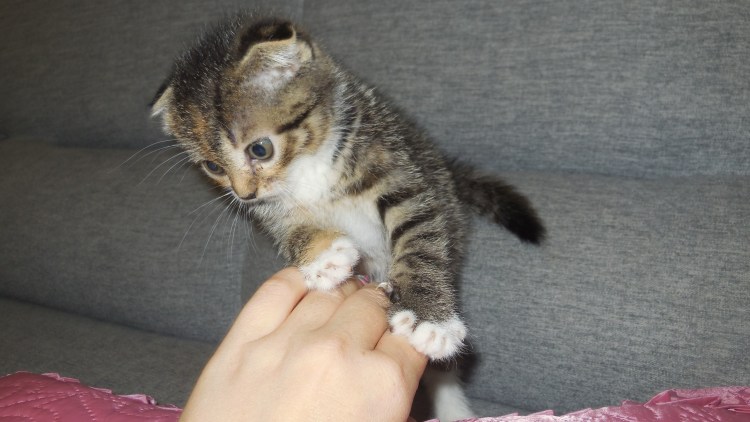 Кот породы британец фото вислоухий