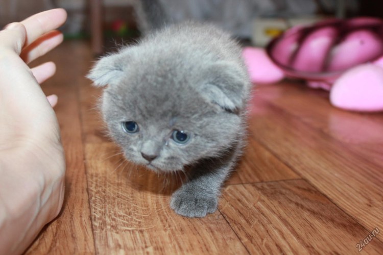 Котенок 8 месяцев