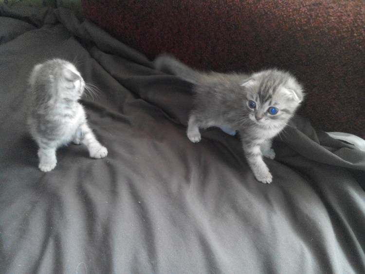 Котята страйт Новорожденные