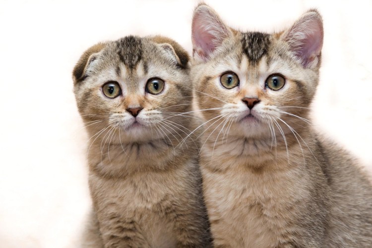 2х месячный шотландский котенок