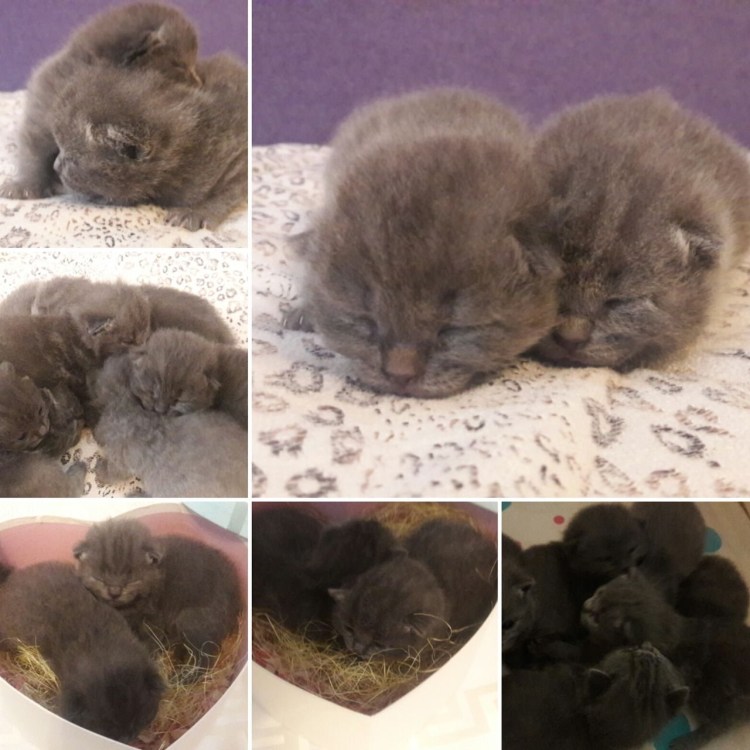 Мигательная перепонка у кошек