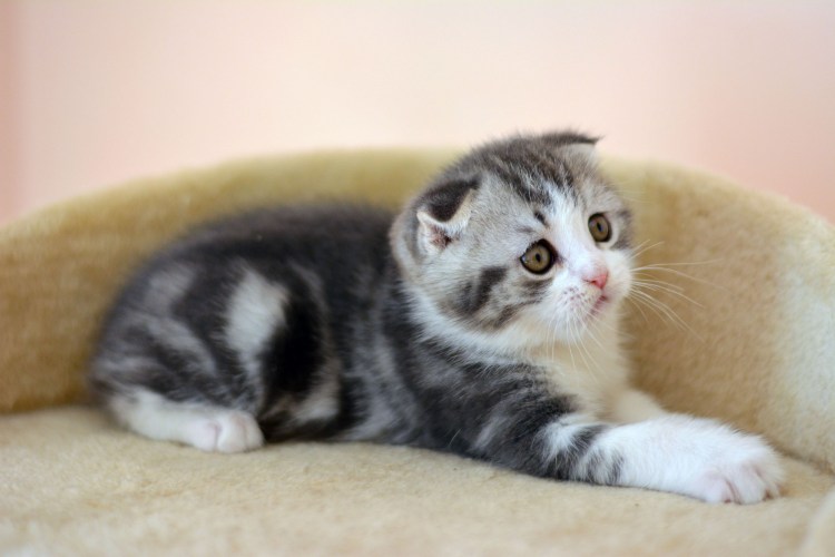 Дрессированный шотландский вислоухий кот