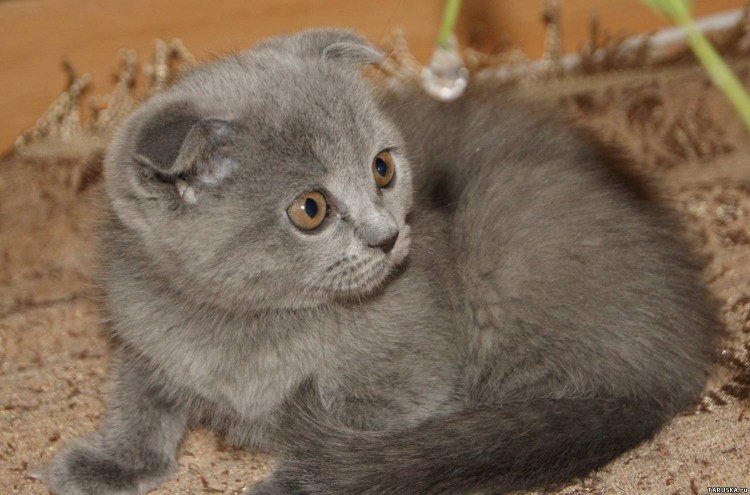 Котенок с язычком