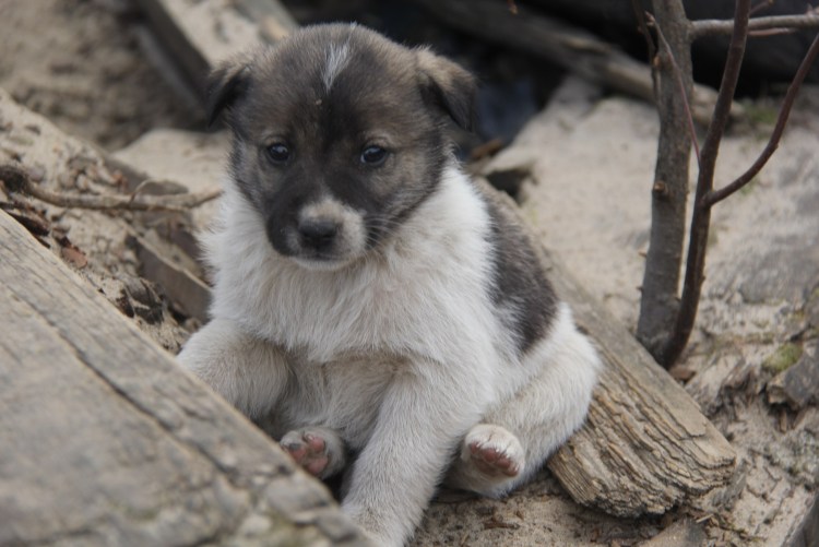 Черный щенок дворняги