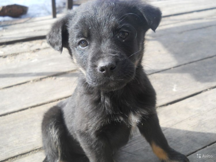 Бордер колли пастушья