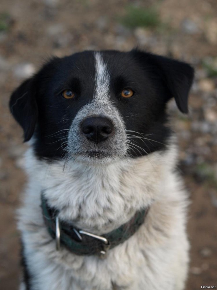 Черно белая овчарка порода