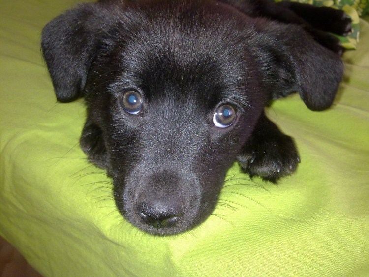 Щенок черный дворняжка дворняжка