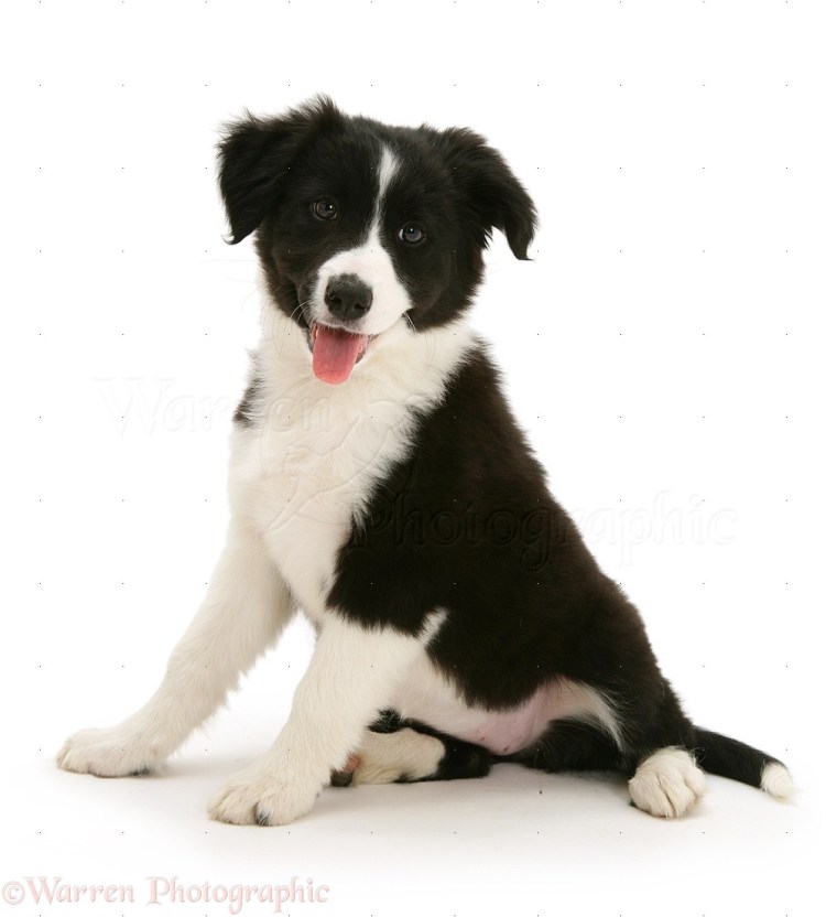 Щенок черный дворняжка дворняжка