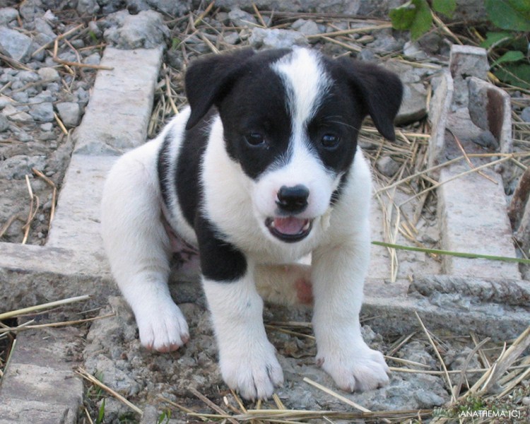 Дворняжка черно белая