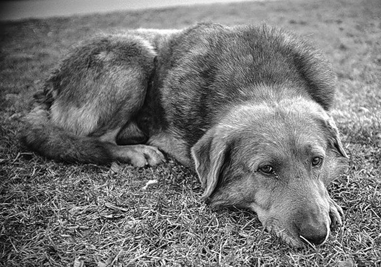 Дворняжка черно белая