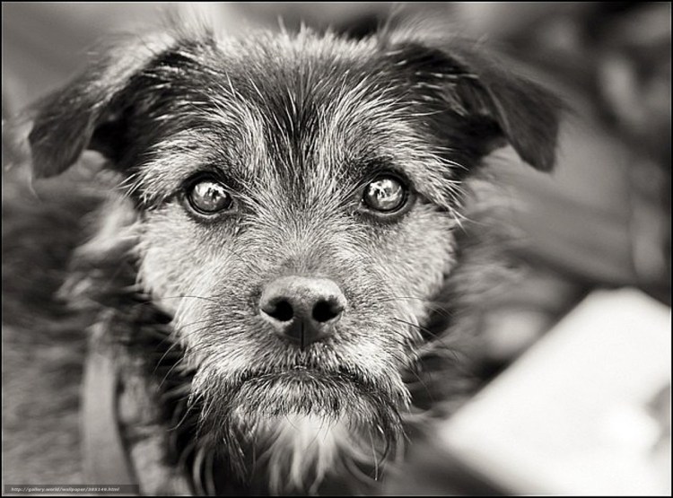 Дворняга собака маленькая черная