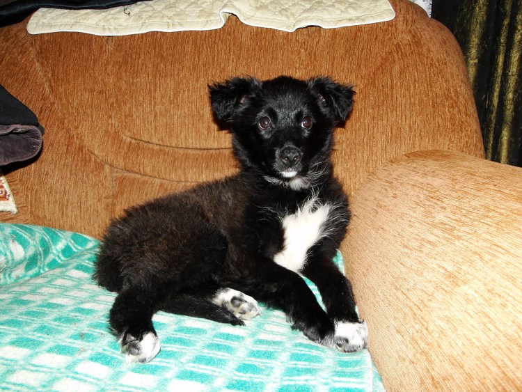 Королевский двортерьер