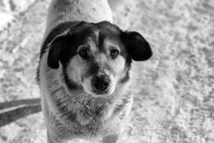 Щенок дворняжки 3 месяца