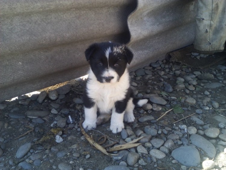 Собака белая с черными пятнами