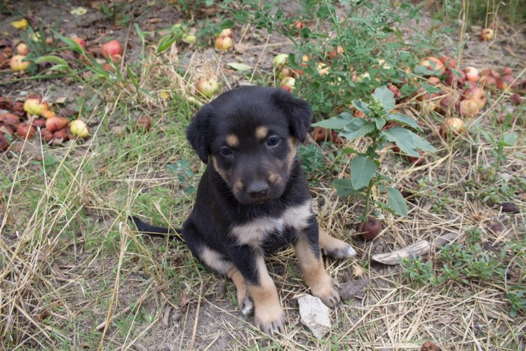 Собака дворняжка белая с черным