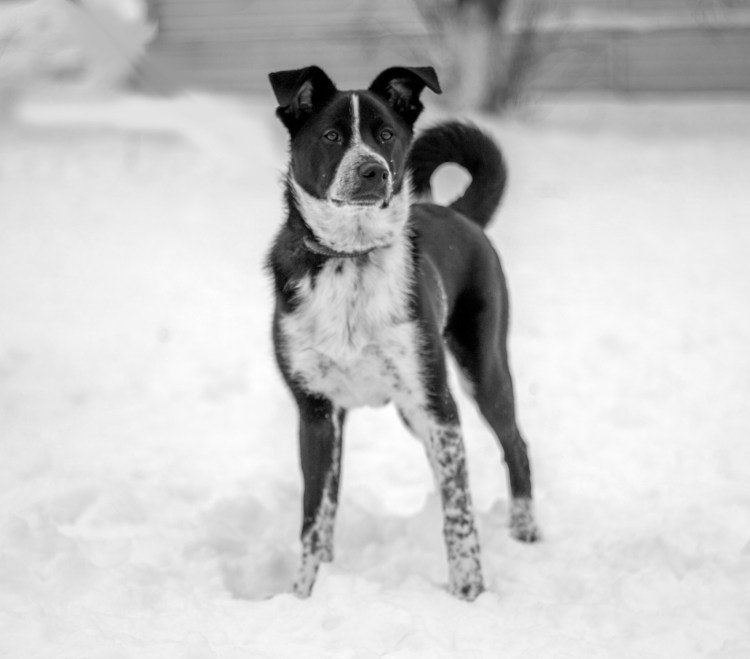 Чёрно-белая собака дворняга