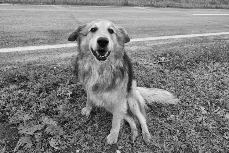 Собака дворняжка черная