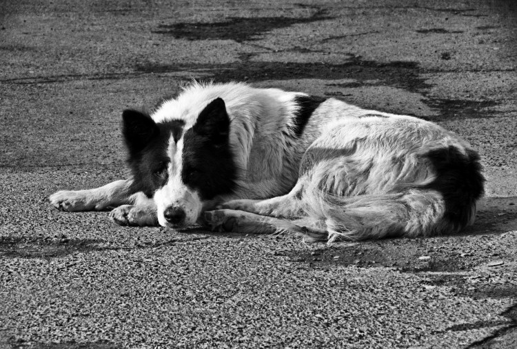 Дворняжка черно белая