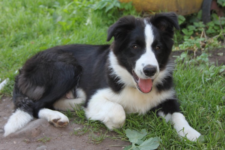 Деревенские породы собак