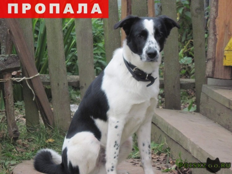 Черный щенок дворняги