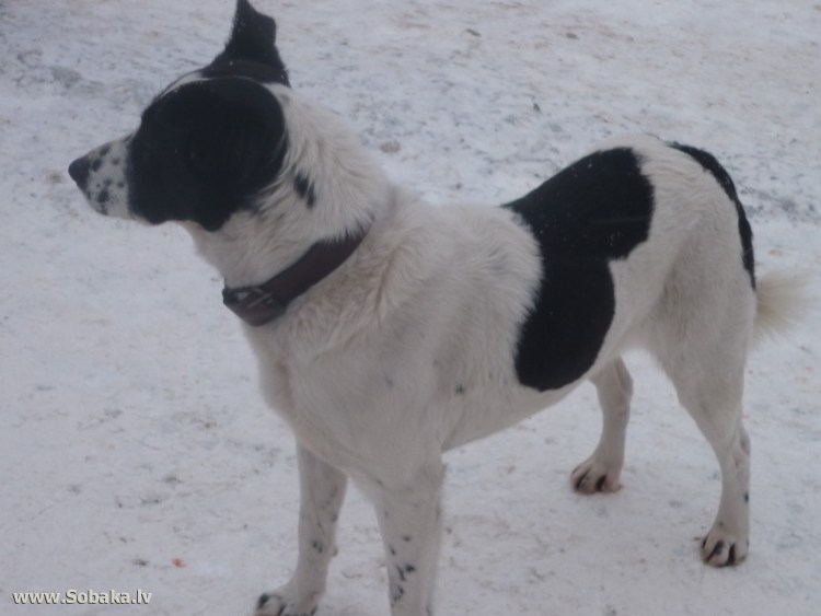 Дворняжка черно белая