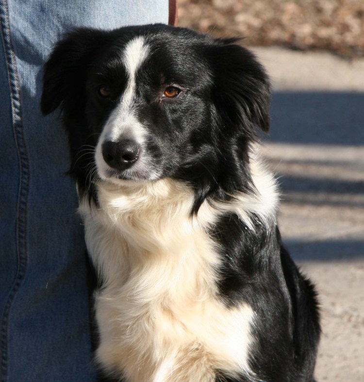 Метис бордер колли