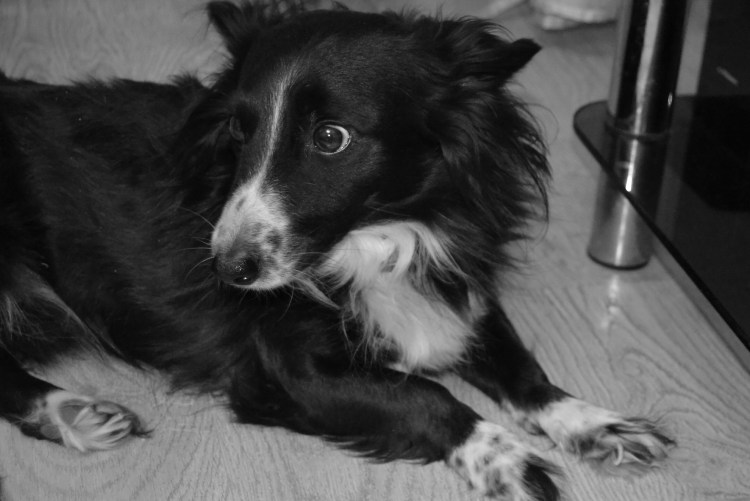 Собаки дворняги черный подпалый