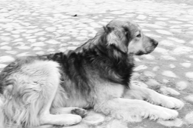 Грустная собака дворняга