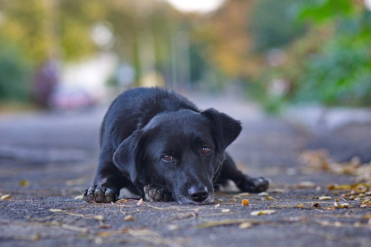 Глаза бордер колли