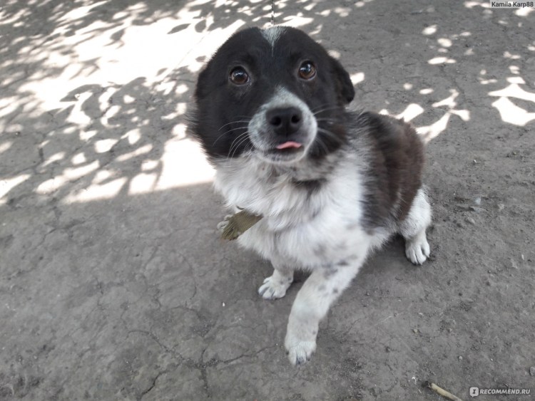 Собака дворняжка