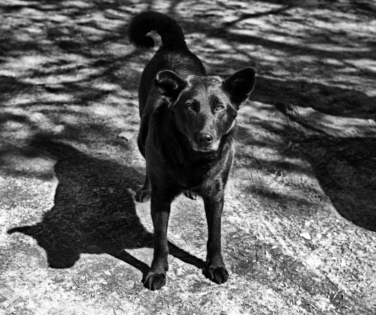 Дворняжка белая с черными пятнами