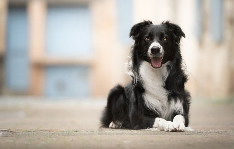 Бордер колли коротколапая