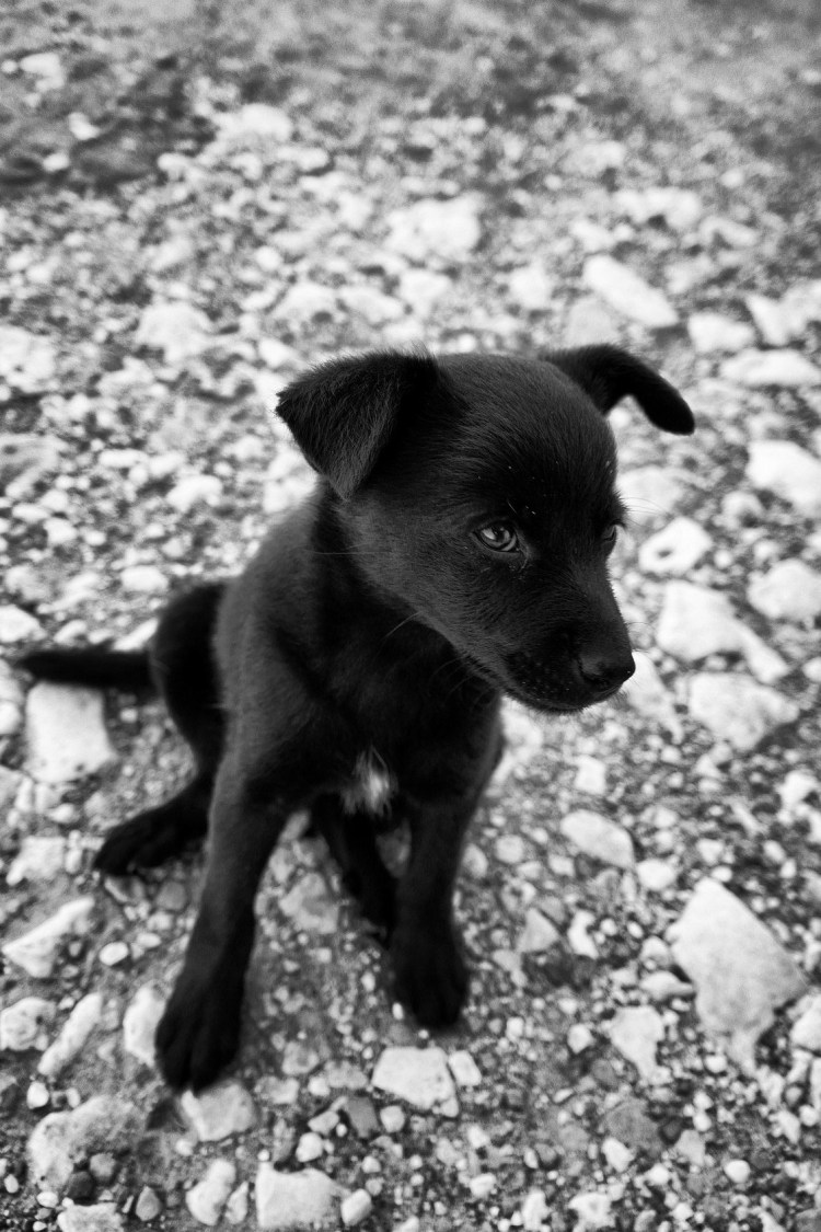 Дворняга чёрная с ьелым